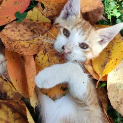 Lankaran Boulevard - Lankaran