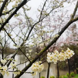 Lankaran Boulevard - Lankaran