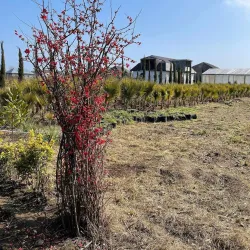 Lankaran Tea Plantations - Lankaran