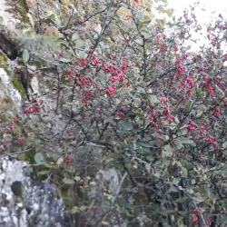 Talysh Mountains - Lankaran