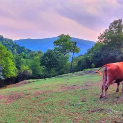 Lerik Village - Lerik