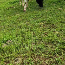 Lerik Waterfalls - Lerik