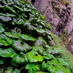 Lerik Waterfalls - Lerik