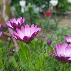 Mashtaga Historical Cemetery - Mashtaga
