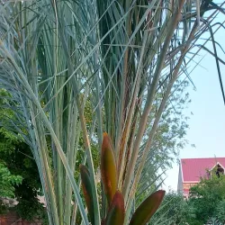 Mashtaga Historical Cemetery - Mashtaga