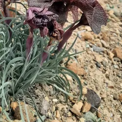 Duzdagh Salt Mine - Nakhchivan (Naxcivan)