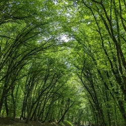 Qechresh Forest - Quba