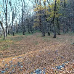 Qechresh Forest - Quba