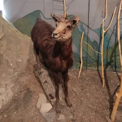 Shaki Museum of History and Local Lore - Shaki