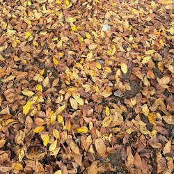 Shirvan City Park - Shirvan (Ali Bayramli)