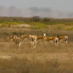 Shirvan State Historical and Ethnographic Museum - Shirvan (Ali Bayramli)