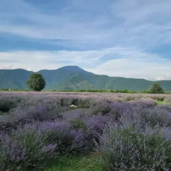 Zaqatala Botanical Garden - Zaqatala