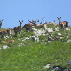 Zaqatala Nature Reserve - Zaqatala