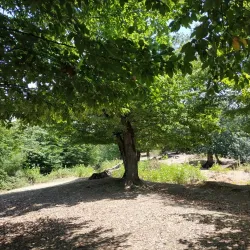 Zaqatala Nature Reserve - Zaqatala