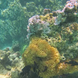 Andros Barrier Reef - Andros Town