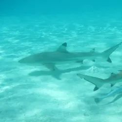 Andros Barrier Reef - Andros Town