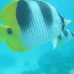 Andros Barrier Reef - Andros Town