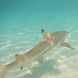 Andros Barrier Reef - Andros Town