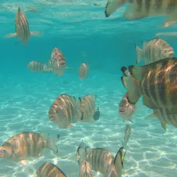 Andros Barrier Reef - Andros Town