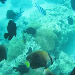 Andros Barrier Reef - Andros Town