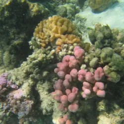 Andros Barrier Reef - Andros Town