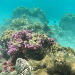 Andros Barrier Reef - Andros Town