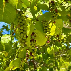 Andros Town Waterfront - Andros Town