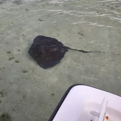 Eco-Tours and Bird Watching - Andros Town