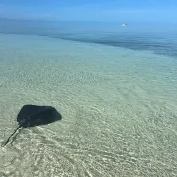 Eco-Tours and Bird Watching - Andros Town