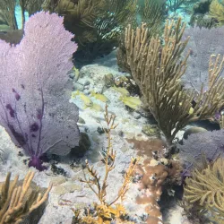 Fishing Excursions - Andros Town