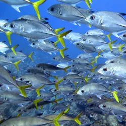 Freeport Dive Center - Freeport