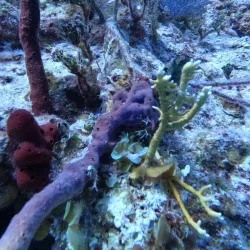 Freeport Dive Center - Freeport