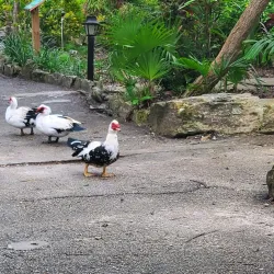 Garden of the Groves - Freeport