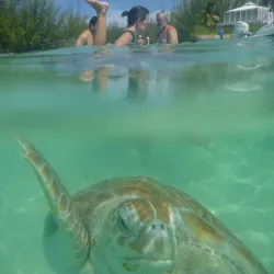 Boat Tours and Island Hopping - Freetown