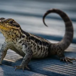Exuma Cays Land and Sea Park - George Town