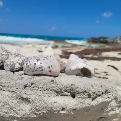 Exuma Cays Land and Sea Park - George Town