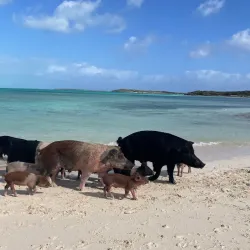Exuma Water Sports - George Town
