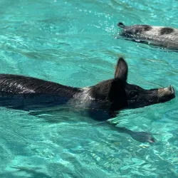 Exuma Water Sports - George Town