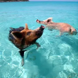 Pig Beach (Big Major Cay) - George Town