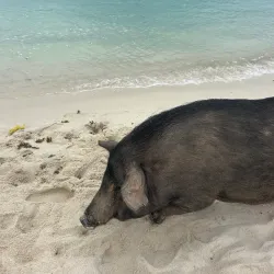 Pig Beach (Big Major Cay) - George Town