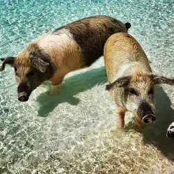 Pig Beach (Big Major Cay) - George Town