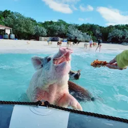 Pig Beach (Big Major Cay) - George Town