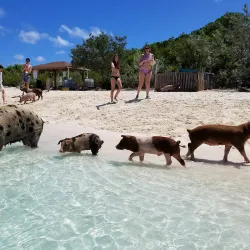 Pig Beach (Big Major Cay) - George Town