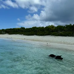 Pig Beach (Big Major Cay) - George Town