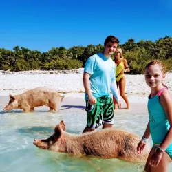 Pig Beach (Big Major Cay) - George Town