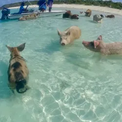 Pig Beach (Big Major Cay) - George Town