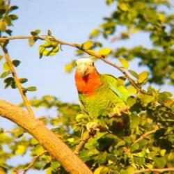 Abaco National Park - Marsh Harbour