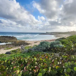 Pete's Pub and Gallery - Marsh Harbour