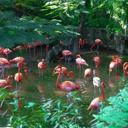Ardastra Gardens, Zoo and Conservation Center - Nassau