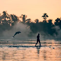 Dolphin Cay - Paradise Island